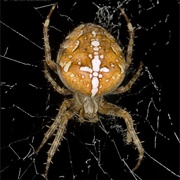 Cross Spider