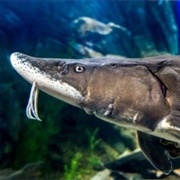 Beluga Sturgeon