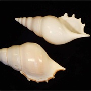 Tibia Seashell