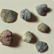 Fossils