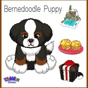 Bernedoodle Puppyy