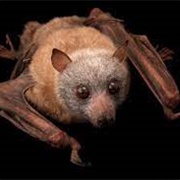 Little Golden-Mantled Flying Fox