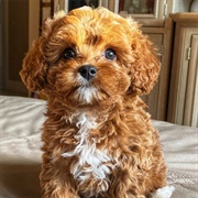 Cavapoo