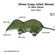 Rock Shrew