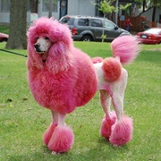 Dying Your Poodle Pink