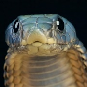 Arabian Cobra