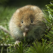 Red Tree Vole