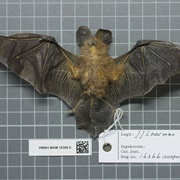 Bates&#39;s Slit-Faced Bat