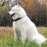 White Husky