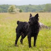 Croatian Sheep Dog