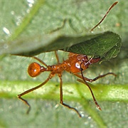 Leaf-Cutter Ant