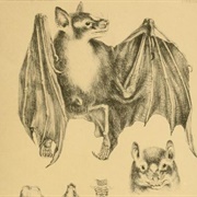 Zenker&#39;s Fruit Bat