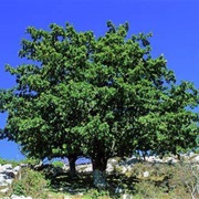 Turkey Oak