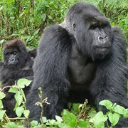 Gorilla Trekking, Bwindi NP, Uganda