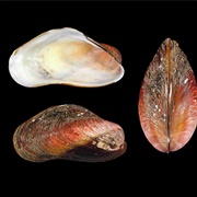 American Horse Mussel