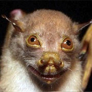 Common Tube-Nosed Bat