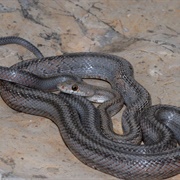 Baird&#39;s Rat Snake