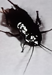 Good-Bye Mr. Roach (1959)