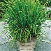 Citronella Grass