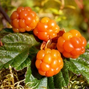 Cloudberries (Self-Picked)