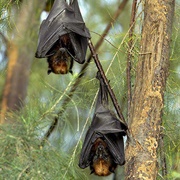 Island Flying Fox