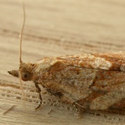 Apple Moth