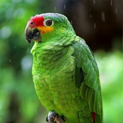 Red-Lored Parrot