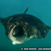 Atlantic Halibut