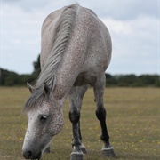 New Forest Pony