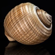 Tonna Galea Shell