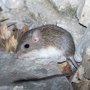 California Pocket Mouse