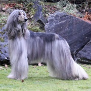 Gray Afghan Hound