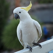 Cockatoo