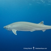 Atlantic Sixgill Shark