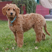 Golden Doodle