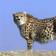 Asian Cheetah