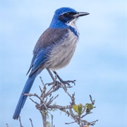 Island Scrub Jay