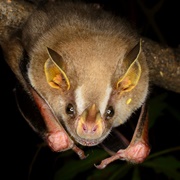 Pygmy Fruit Bat