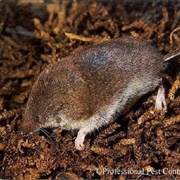 Pygmy Shrew