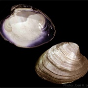 Northern Quahog