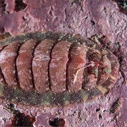 Chiton