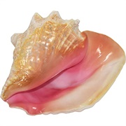 Queen Conch