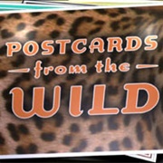 Postcards From the Wild