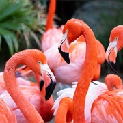 Audubon Zoo, New Orleans, Louisiana, USA