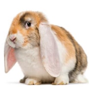 French Lop