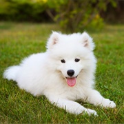 Samoyed