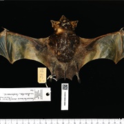 Naked-Rumped Pouched Bat