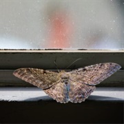 Black Witch Moth