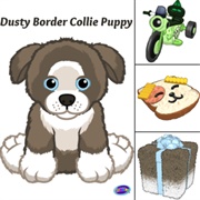 Dusty Border Collie Puppy