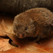 Woodland Vole